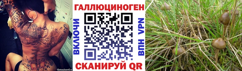 Купить закладки  Карабулак  Псилоцибиновые грибы Psilocybe 